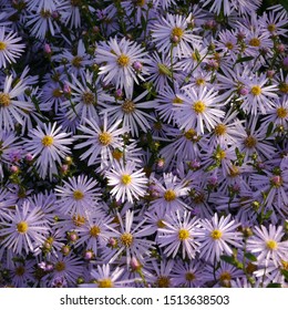 Close Up Aster Frikartii Monch Flowers