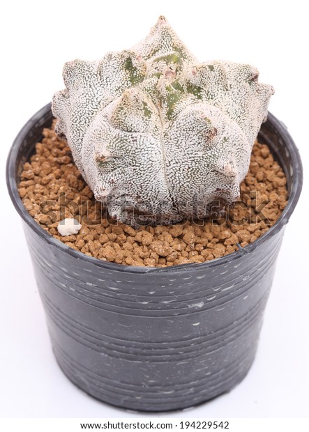 Close Astrophytum Myriostigma Kikko Onzuka Cactus Stock Photo 194229542