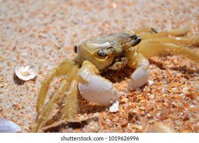 A close up of an Atlantic Ghost Crab (Ocypode quadrata) sits on a coquina covered beach on a Florida summer day.