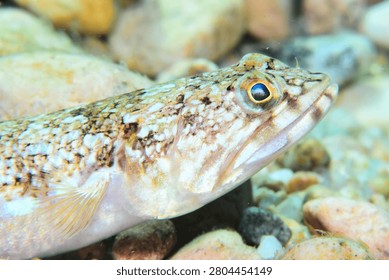 Close up of an Atlantic lizardfish Synodus saurus a mediterranean fish. Photos taken in Costa Brava, Spain.