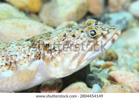 Close up of an Atlantic lizardfish Synodus saurus a mediterranean fish. Photos taken in Costa Brava, Spain.