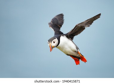 Close Up Of Atlantic Puffin In Flight, UK.