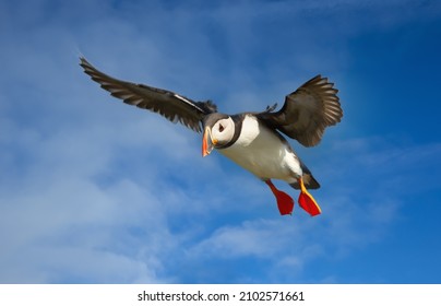 Close Up Of An Atlantic Puffin In Flight, UK.