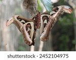 close up of the Attacus atlas butterfly or the Atlas moth, which is in the process of mating