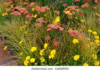 Close up an attractive and colourful flower border with Achillea millefolium Paprika and Carex brunnea jenneke