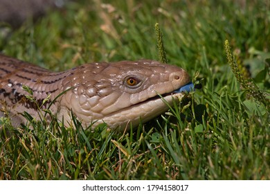 768 Australian Blue Tongue Lizard Images, Stock Photos & Vectors ...