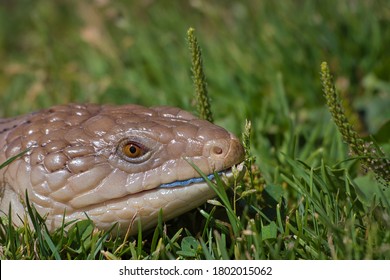 768 Australian Blue Tongue Lizard Images, Stock Photos & Vectors ...