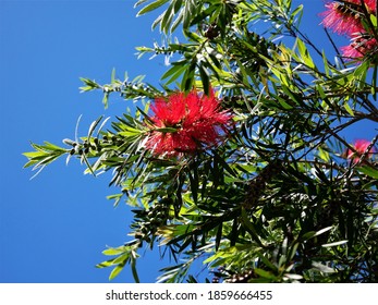 Close Up Of A Australian Bottlebrush Plant