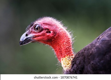 222 Australian bush turkey Images, Stock Photos & Vectors | Shutterstock