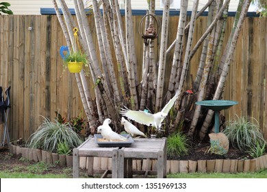 Wooden Bird Feeder Images Stock Photos Vectors Shutterstock