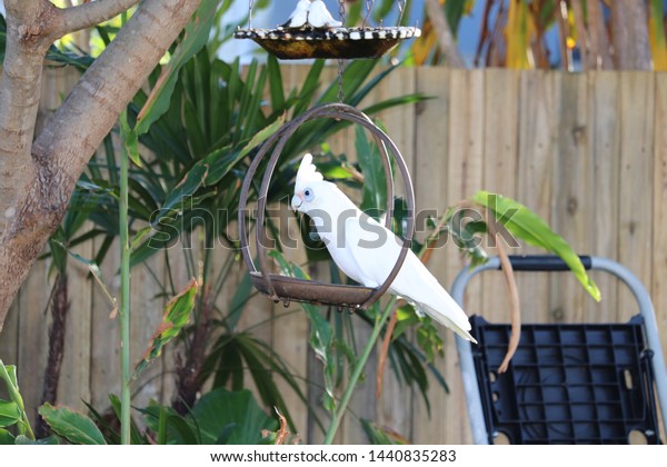 Close Australian Corella Cockatoo Bird On Stock Photo Edit Now