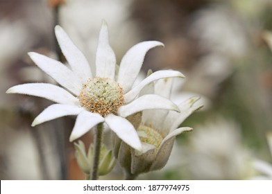 Close up of an Australian native Flannel Flower, Actinotus helianthi, family Apiaceae, growing in woodland around Sydney, NSW, Australia. Plant has woolly flannel-like feel.