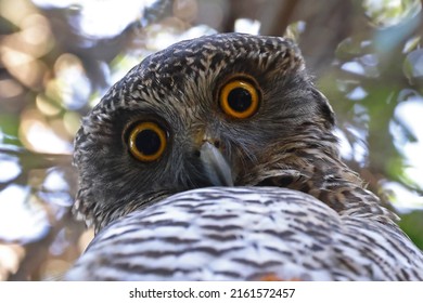 Close up of Australian Powerful Owl (Ninox strenua)