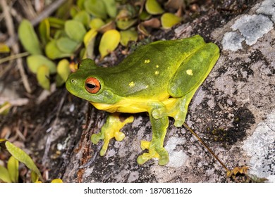 Litoria Chloris Images Stock Photos Vectors Shutterstock