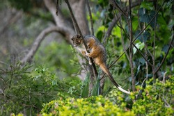 Close Up Of An Australian Ringtail Possum Sitting On A Thin Branch Of A Tree In The Australian Bush