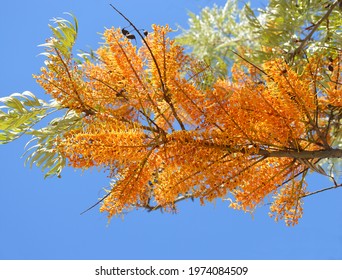 Close up of Australian Silky Oak (Grevillea Robusta)branch full of flowers on sunny blue sky morning
