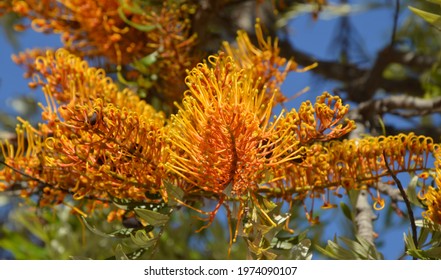 Silky Oak Images Stock Photos Vectors Shutterstock