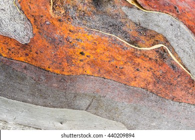 Close Up Of Australian Snow Gum Trunk