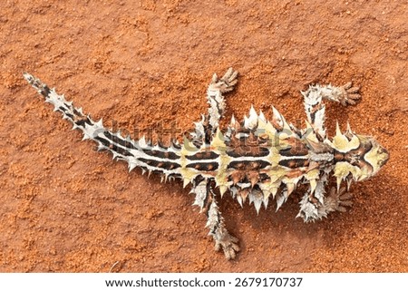 Close up of Australian Thorny Devil