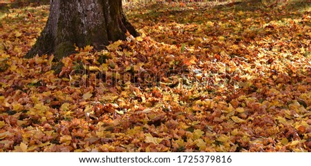 Similar – Gelber Herbst Baum Blatt