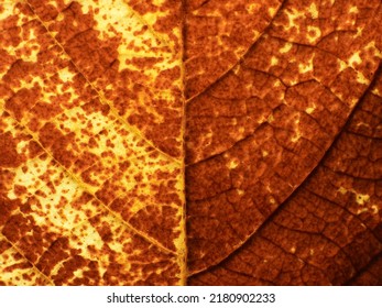 close up autumn leaf texture