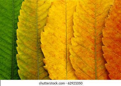 Close Up Of Autumn Leaves