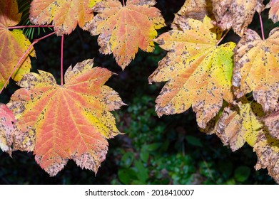 A Close Up Of Autumn Leaves Turning Color