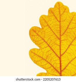 Close Up Autumn Oak Leaf With Natural Texture On Beige Background. Natural Bring Yellow Red Autumn Leaf, Minimal Nature Card, Macro Photo Of Autumnal Foliage. Seasonal Fall Leaves, Pressed Herbarium