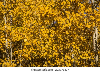 Close Up Of Autumn Quaking Aspen Leaves