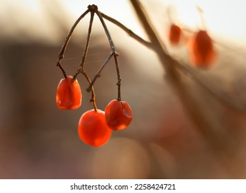 Close up autumn withered rowan berries on dried branch concept photo. Fall season. Front view photography with blurred background. High quality picture for wallpaper, travel blog, magazine, article - Shutterstock ID 2258424721