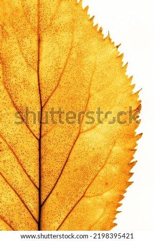 Close up autumn yellow elderberry leaf with natural texture isolated on white background. Natural fallen autumn leaf with veins, macro photo of autumnal foliage. Seasonal fall leaf, botanical texture