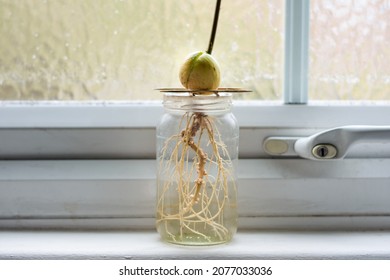 4,630 Avocado roots Images, Stock Photos & Vectors | Shutterstock