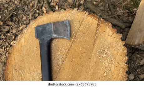 Close up of an axe lying on a cut oak stump