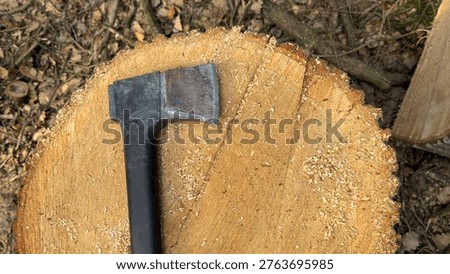 Close up of an axe lying on a cut oak stump