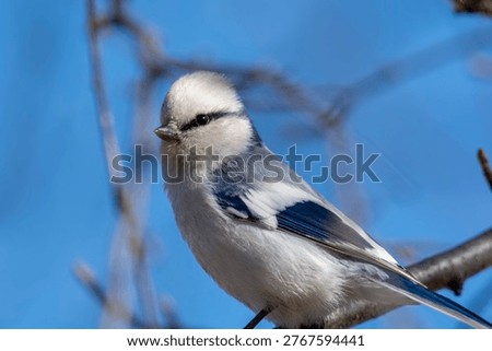 Close up of a azure tit