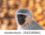 Close up of baboon in the Kruger National Park, in South Africa