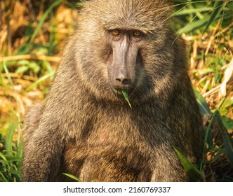 Close up of a baboon in the sunlight