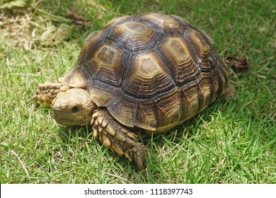 Close up Baby African spurred tortoise resting in the garden, Slow life ,Africa spurred tortoise sunbathe on ground with his protective shell ,Beautiful Tortoise ,Geochelone sulcata                   - Shutterstock ID 1118397743