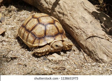 Baby African Spurred Tortoise Pooing African Stock Photo (edit Now 