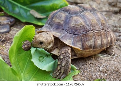 139,219 Tortoise Images, Stock Photos & Vectors | Shutterstock