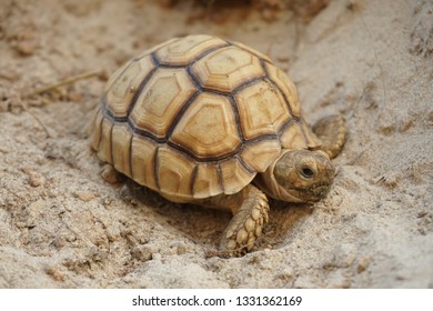 Baby African Spurred Tortoise Pooing African Stock Photo (Edit Now ...