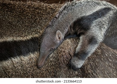 Close up of baby Anteater, Gizmo (Myrmecophaga tridactyla) - Shutterstock ID 2133664113