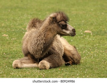 Close Up Of A Baby Bactrian Camel