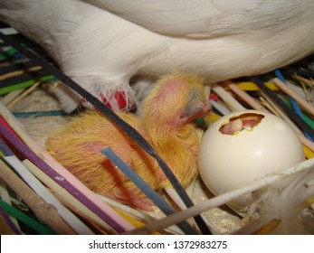 Close Baby Bird Hatching Pigeon Dovebirth Stock Photo Edit Now