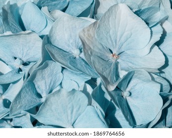 Close up of baby blue petals. Blue hortensia petals. Light blue hydrangea flower in full bloom. Floral concept with soft  flower petals. Natural aesthetic background or template. Blue aesthetic.  - Powered by Shutterstock