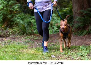 Close Up Of Baby Boomer Adult Woman, Purple Shirt And Black Pants, Running On A Trail In The Woods With Her Energetic Dog On Harness And Leash
