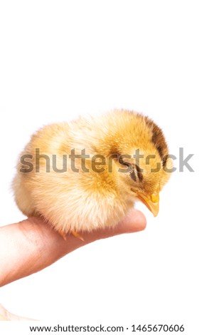 Similar – small chicken Life Easter