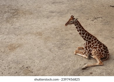 Close up the of a baby giraffe facing the left sitting on the field with legs folded. It looks sick and sad. There are space for writing words. - Powered by Shutterstock