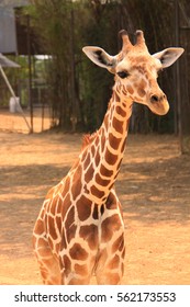 Close Up Of A Baby Giraffe Running Towards The Camera