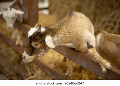 close up baby goat in the show cage display barn straw farm 